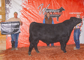 Reserve Grand Champion Bull