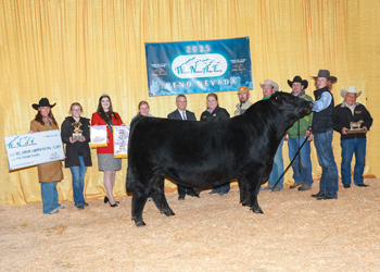 Reserve Grand Champion Bull Reserve Grand Champion Bull