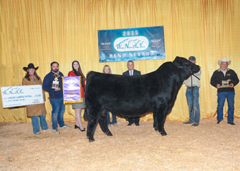 Grand Champion Bull Grand Champion Bull