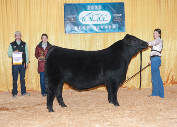 Reserve Senior Bull Calf Champion Reserve Senior Bull Calf Champion