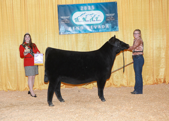 Reserve Champion Junior Heifer Calf Div 3 Reserve Champion Junior Heifer Calf Div 3
