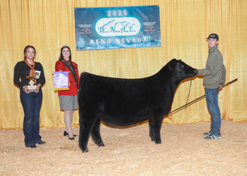 Champion Junior Heifer Calf Div 1 Champion Junior Heifer Calf Div 1