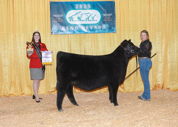 Reserve Champion Junior Heifer Calf Div 1 Reserve Champion Junior Heifer Calf Div 1