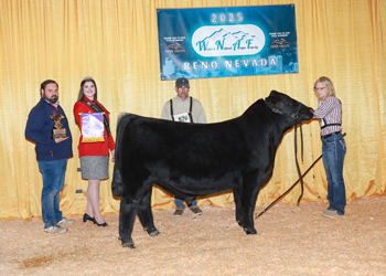 Summer Bull Calf Champion Summer Bull Calf Champion