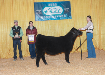 Reserve Champion Fall Heifer Calf Reserve Champion Fall Heifer Calf