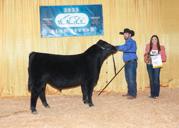 Reserve Summer Bull Calf Champion Reserve Summer Bull Calf Champion