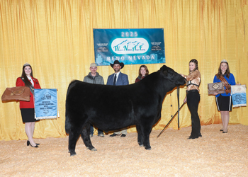 Reserve Grand Champion Bred-and-owned Bull Reserve Grand Champion Bred-and-owned Bull