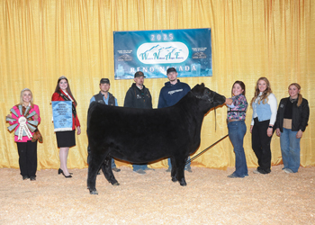 Owned Reserve Senior Heifer Calf Champion Owned Reserve Senior Heifer Calf Champion