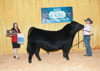 Bred-and-Owned Summer Champion Bull Bred-and-Owned Summer Champion Bull