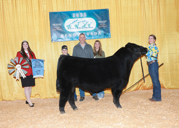 Bred-and-owned Reserve Junior Bull Calf Champion Bred-and-owned Reserve Junior Bull Calf Champion