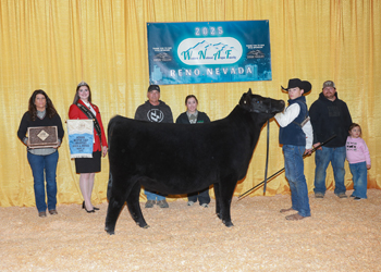Bred-and-owned Senior Heifer Calf Champion Bred-and-owned Senior Heifer Calf Champion
