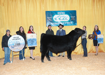 Grand Champion Bred-and-owned Bull Grand Champion Bred-and-owned Bull