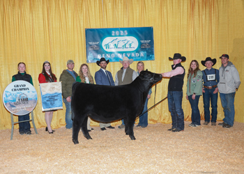 Grand Champion Bred-and-owned Female Grand Champion Bred-and-owned Female