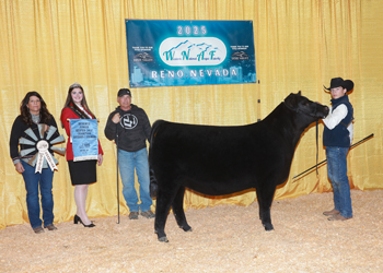 Owned Reserve Heifer Calf Champion Division 1 Owned Reserve Heifer Calf Champion Division 1