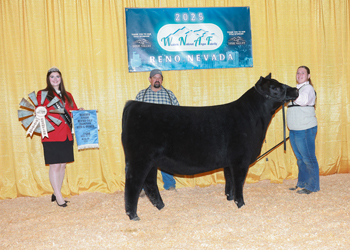 Bred-and-owned Reserve Junior Heifer Calf Champion Bred-and-owned Reserve Junior Heifer Calf Champion