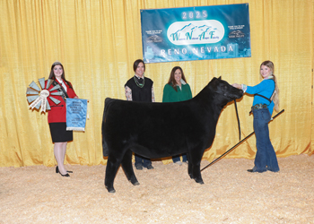 Owned Reserve Summer Heifer Calf Champion Owned Reserve Summer Heifer Calf Champion