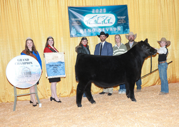 Grand Champion Steer Grand Champion Steer