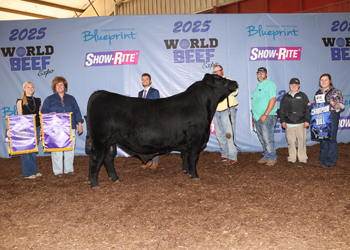 Grand Champion Bull