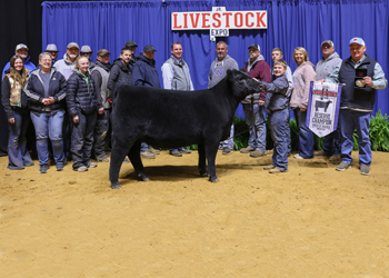 Grand Champion Bred-and-owned Female