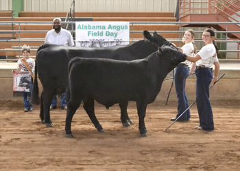 Grand Champion Cow-calf Pair