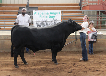 Grand Champion Bred-and-owned Bull