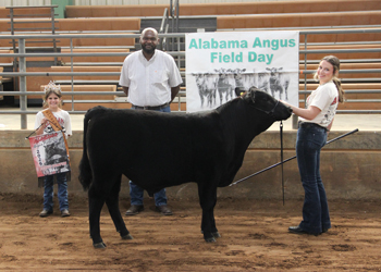 Reserve Grand Champion Bred-and-owned Bull