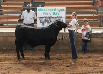 Grand Champion Steer
