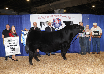 Grand Champion Bull