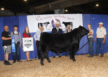 Intermediate Champion Bull