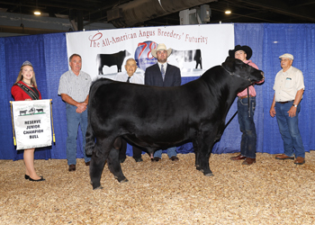 Reserve Junior Champion Bull