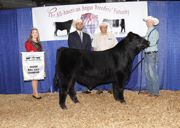 Senior Bull Calf Champion