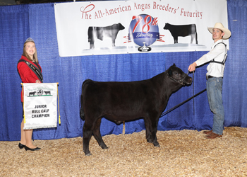 Junior Bull Calf Champion