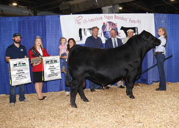 Grand Champion Bred-and-owned Bull
