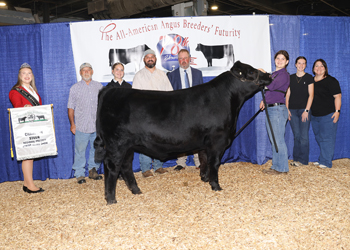 Grand Champion Steer