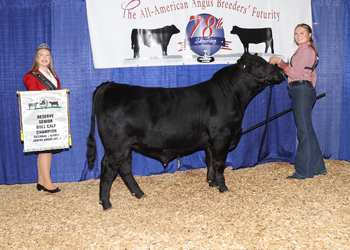 Bred-and-owned Senior Bull Calf Champion