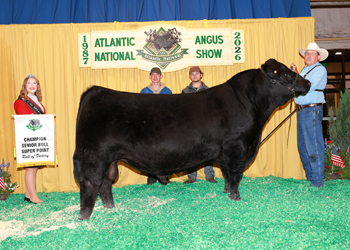 Senior Champion Bull