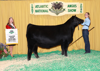 Senior Heifer Calf Champion
