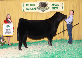 Reserve Senior Heifer Calf Champion