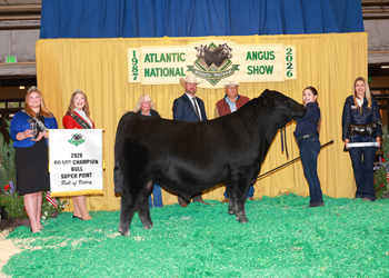 Grand Champion Bull
