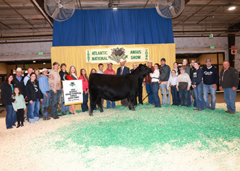 Reserve Grand Champion Female