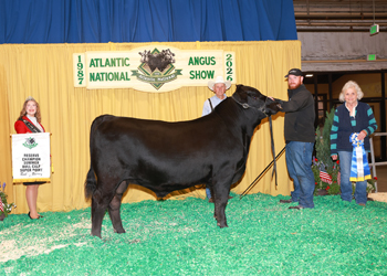 Reserve Summer Bull Calf Champion