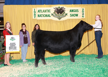 Reserve Summer Heifer Calf Champion