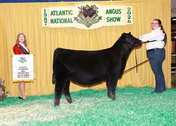 Reserve Fall Heifer Calf Champion