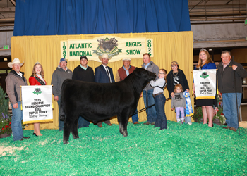 Reserve Grand Champion Bull