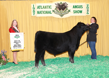 Reserve Fall Bull Calf Champion