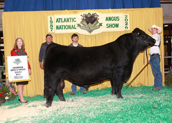 Senior Champion Bull