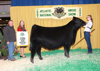 Owned Reserve Senior Heifer Calf Champion