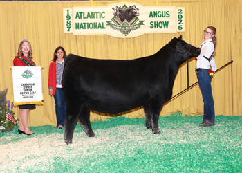 Owned Senior Heifer Calf Champion