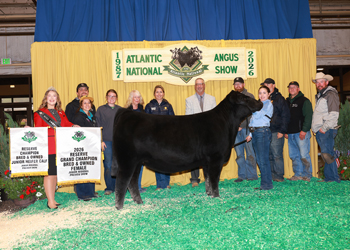 Reserve Grand Champion Bred-and-owned Female