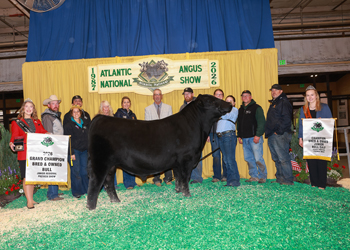 Grand Champion Bred-and-owned Bull